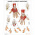 Hand & Wrist Anatomy Chart (HWA100)