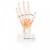 Budget Hand and Wrist Model with Ligaments (XC-114A)