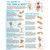 The Anatomy of The Hand & Wrist Poster