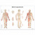 Laminated Body Acupuncture Chart