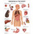 Smoking and The Body Laminated Chart / Poster (SMKBDY)