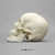 2 part Skull Model, the cranium and jaw