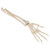 Loose Hand and Forearm Skeleton Model on Elastic