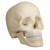 4701 Skull for osteopaths