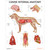 Canine Internal Anatomy Chart