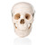 Budget Skull Model XC-104 | AnatomyStuff