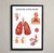 Respiratory System Anatomy Fine Art Print