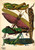 E.A. Séguy Insectes Plate 7