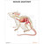 Laminated Mouse Anatomy Chart