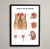 Kidney Bladder Female Male Anatomy Framed Anatomical Poster