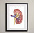 Kidney Anatomy Fine Art Illustration Print