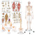 Physiotherapy Teaching Collection Bundle Image