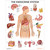 Laminated Endocrine System Chart