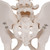 Male Pelvis Model