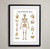 Detailed Illustrations of The Skeleton Joints Framed Anatomy