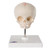 Foetal Skull Model on Stand (30th week) A26