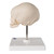 Foetal Skull Model on Stand (30th week)