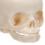 Foetal Skull Model on Stand (30th week)