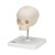 Foetal Skull Model on Stand (30th week)