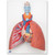 Lung Model with Larynx (5 part)