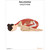 Child's Pose Yoga Chart / Poster Laminated