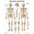 Skeletal Anatomy Chart