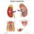 Laminated Kidney Anatomy Chart