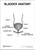 Bladder Anatomy Poster PDF