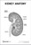 Kidney Anatomy Poster PDF