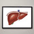 Framed Liver Anatomical Fine Art Poster