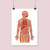 Organs of the Body Fine Art Illustration Print