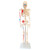 Skeletal Model with Muscular Markings Half Life Size
