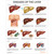 Diseases of the Liver Chart Poster Laminated