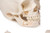 Right lateral view of child demonstration skull model