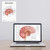 Laptop and Wall Chart Version Of Brain Anatomy Poster / Worksheet – Digital Download
