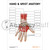 Interactive Hand & Wrist Anatomy PDF
