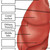 Lung Anatomy Worksheet - Interactive PDF