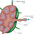 Detailed View Of The Lymph Node