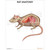 Rat Anatomy Chart