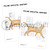 Downloadble PDF and Poster Revision Tool - Cat Anatomy