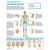 The Anatomy of Osteoarthritis Poster