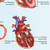 Enlarged Labelled Heart Anatomy