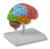 Coloured Lobes of Regional Half Brain Model