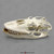 Komodo Dragon Skull Model