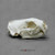 Black-footed Ferret Skull Model