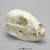 Budget Raccoon Skull Model