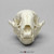 Anterior View of the Budget Raccoon Skull Model