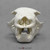 Anterior View of the Two-toed Sloth Skull Model