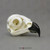 Osprey Skull Model