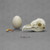 Barn Owl Skull Model, Egg, and Talon